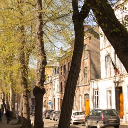 Rue arborée